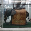 Słoń bojowy